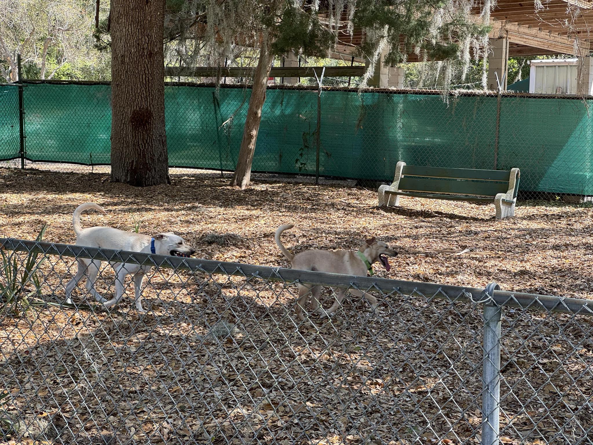 Two dogs running around on the other side of a fence at a dog park.