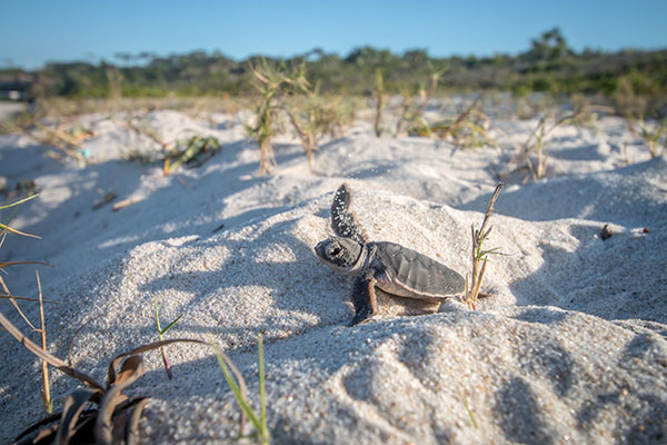 Baby sea turtle in the sand