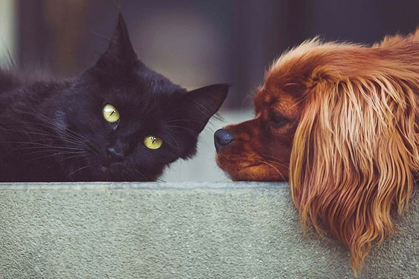 black cat and red dog