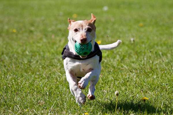 terrier dog running with ball