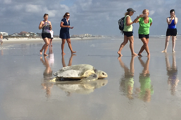 Sea turtle crawling to ocean with volunteers monitoring