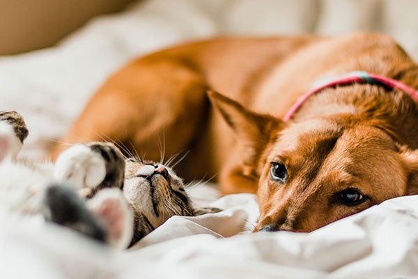 tabby kitten napping with brown dog