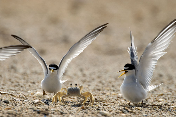 Least tern on sand with sand crab