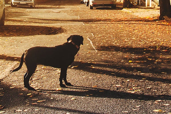 lost dog looking down road