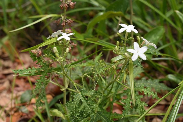 jasmine flowers