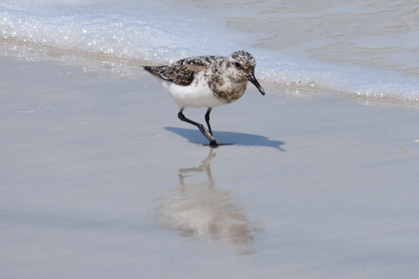 sanderling on beach sand