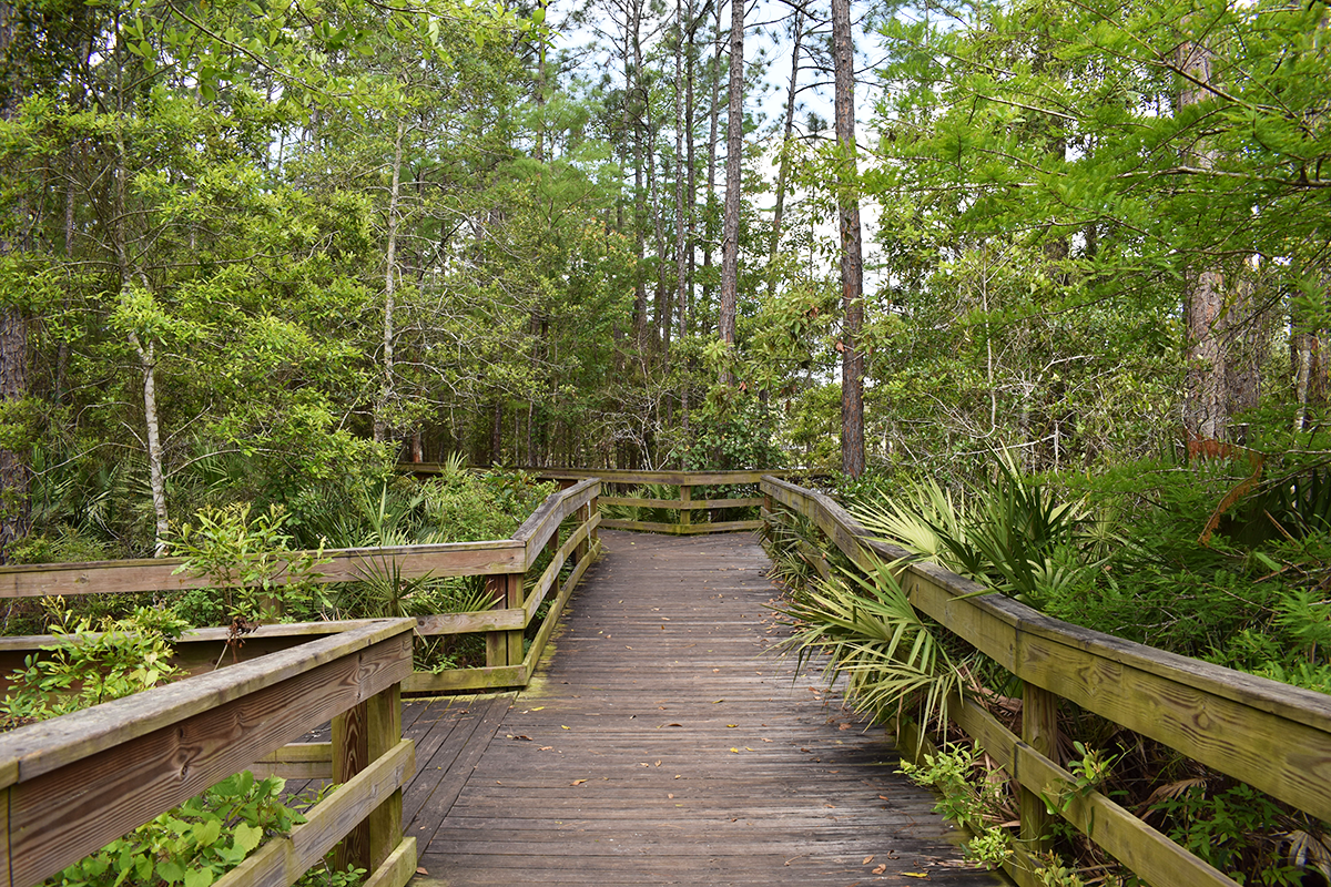 Treaty Park walkway in trees