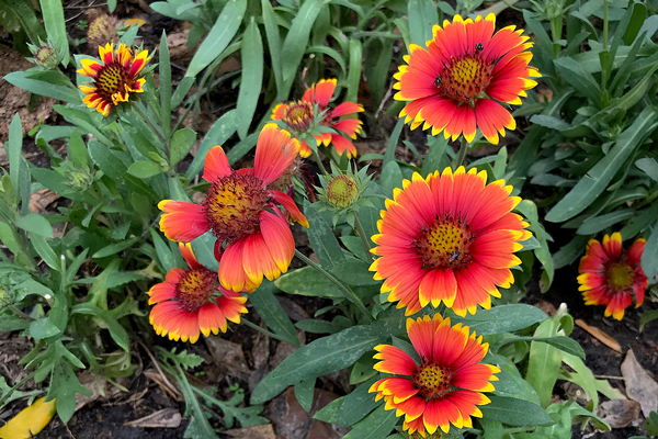 Daisy flowers