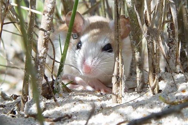 Anastasia Island Beach Mouse