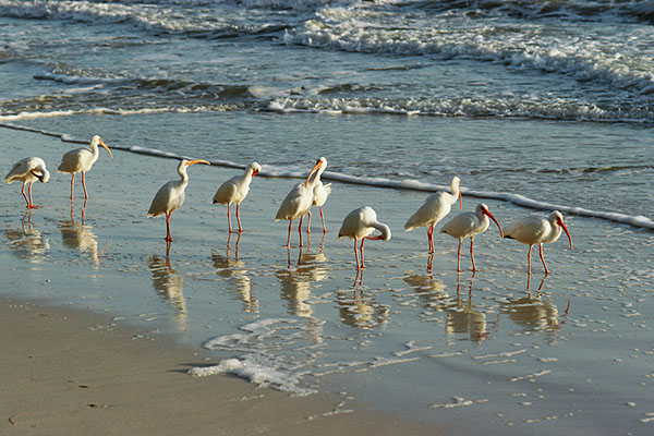 Seagulls on a beach at the shoreline
