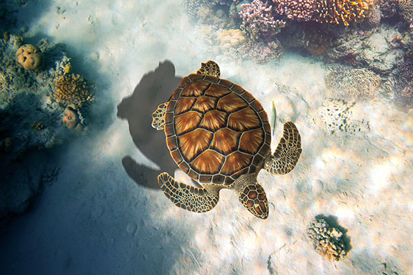 a green turtle in the ocean