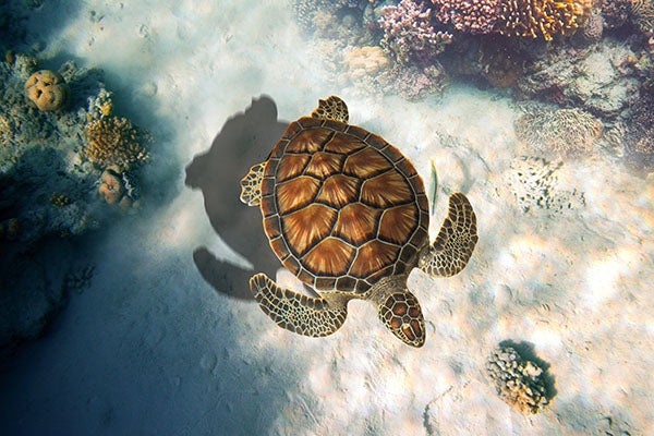 Green sea turtle in the ocean