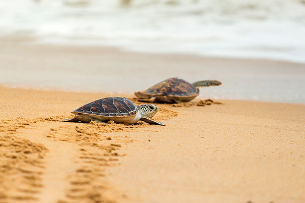 Two hawksbill sea turtle on the beach making their way to the water