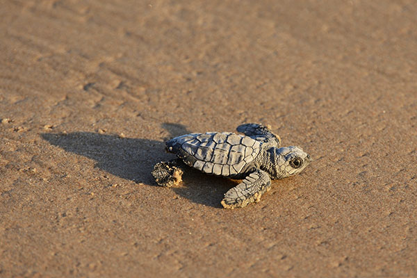 A baby kemp's ridley sea turtle on the beach