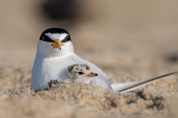 Least Tern with hatchling