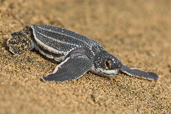 A small leatherback turtle on the beach