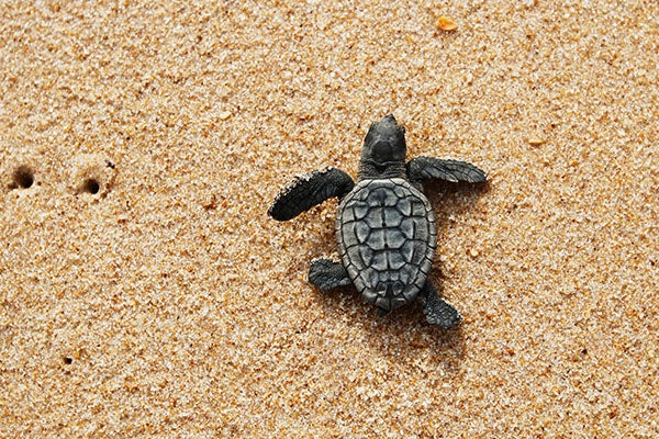 Baby loggerhead turtle on the beach