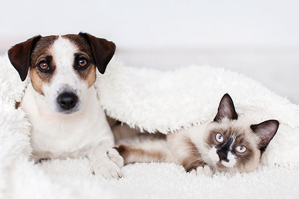 Jack Russell and Siamese mix laying on a bed