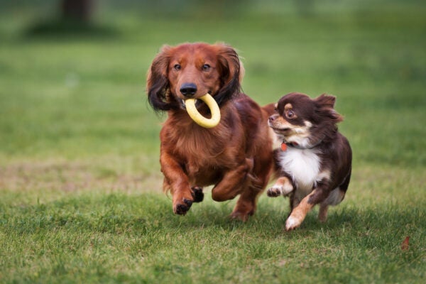 two small dogs running and playing together outdoors