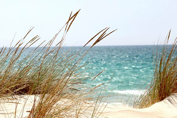 sea oats and dunes with ocean in background