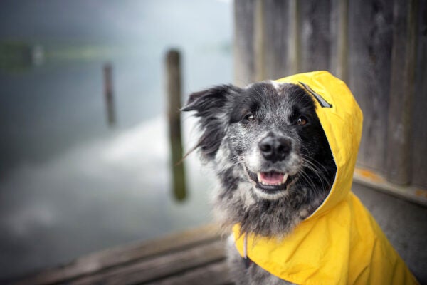 Aussie dog wearing raincoat during storm