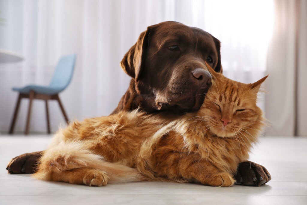 orange tabby cat snuggling with brown dog