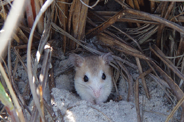 Florida Mouse