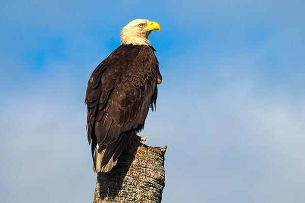 bald eagle