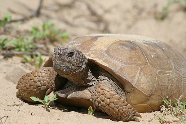 gopher tortoise