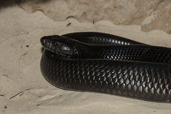 indigo snake