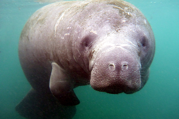 manatee