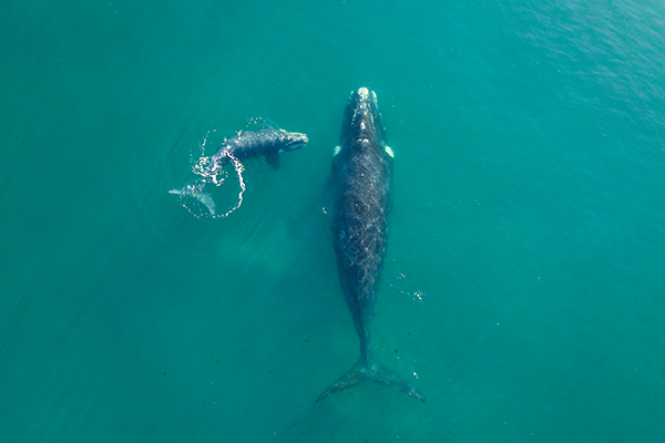 right whale swimming with calf