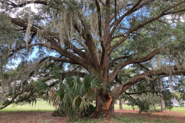 Specimen Live Oak Tree