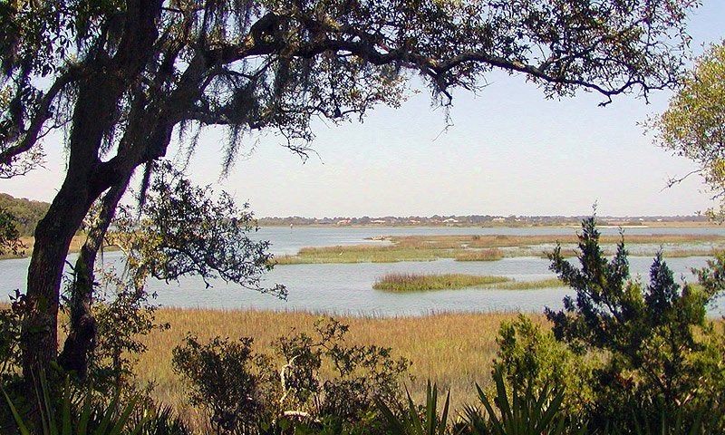 view of trees and a salt marsh