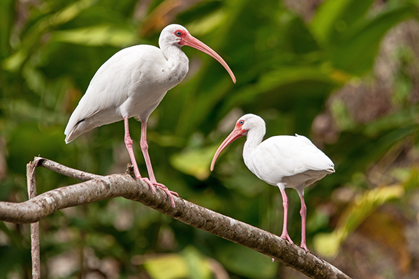 white ibis birds on branch