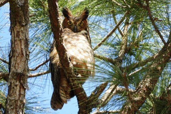 Great Horned Owl