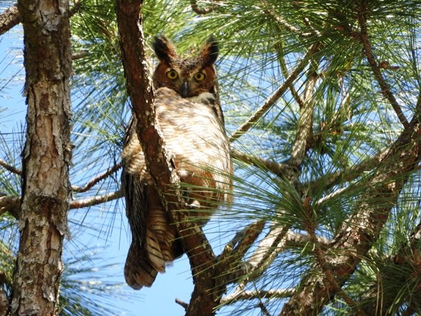 Great Horned Owl