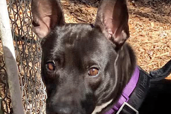 Dark Brown Dog with Purple Collar
