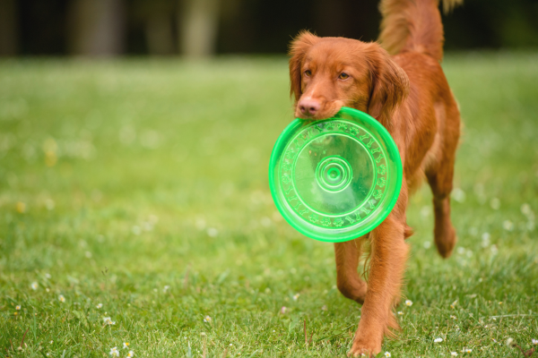 dog with green frisbee