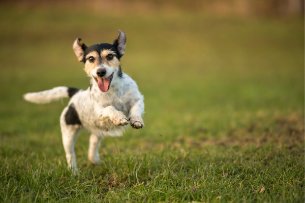 small dog running on grass