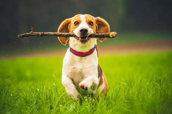 brown and white dog with stick