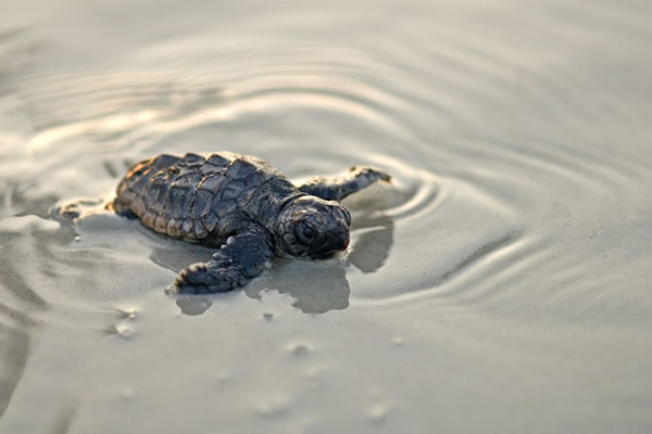 hatchling turtle on beach