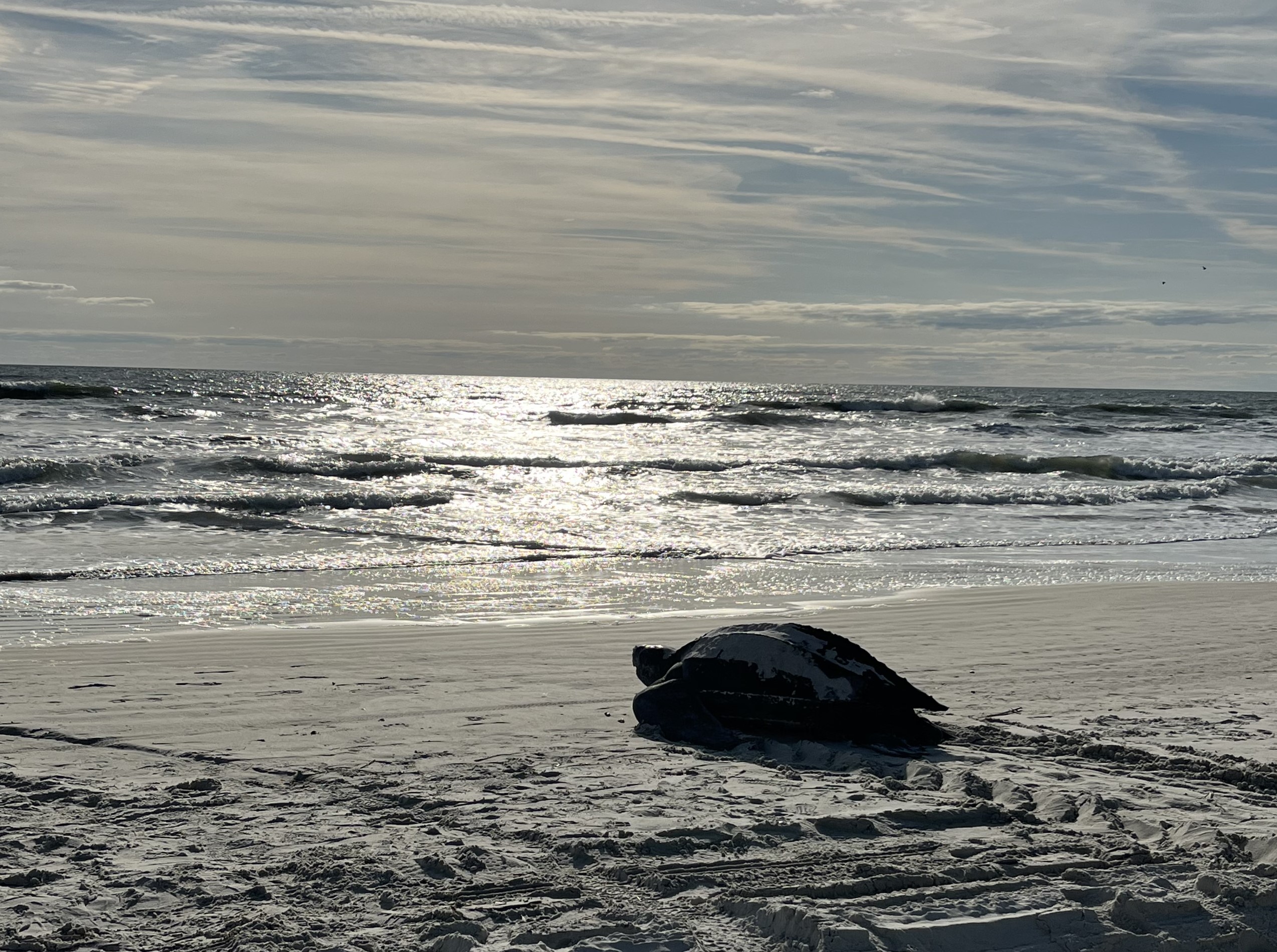 Leatherback turtle on a beach, looking toward the water.