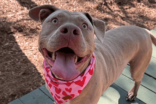 Brown Dog wearing a pink and red scarf.