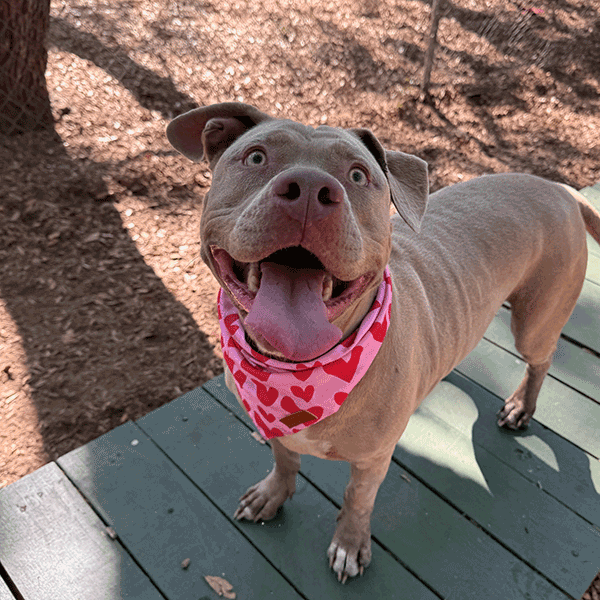 Brown Dog wearing a pink and red scarf.