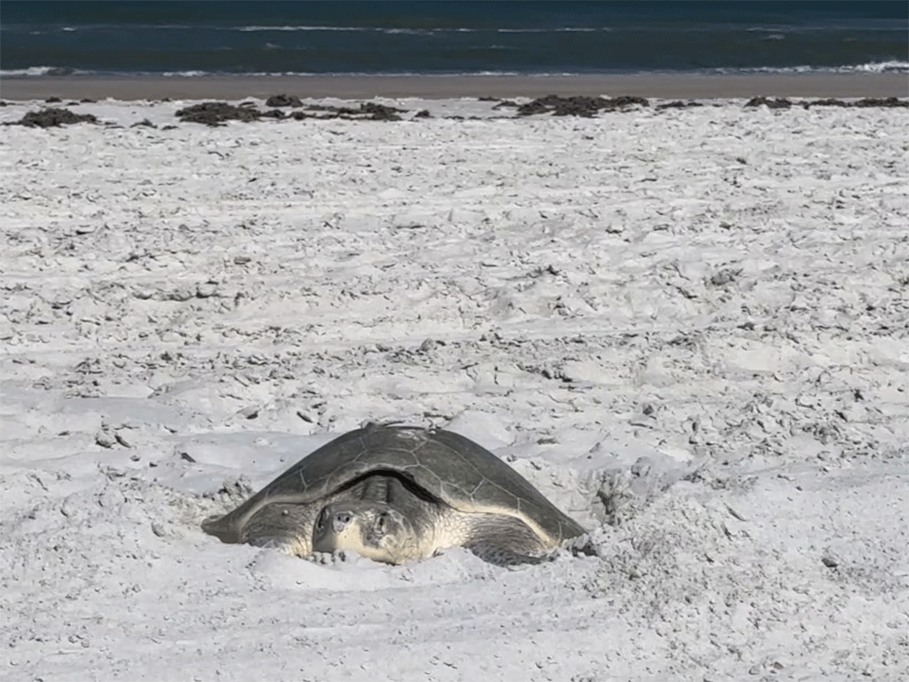 Kemp’s ridley sea turtle digs building a nest on the beach