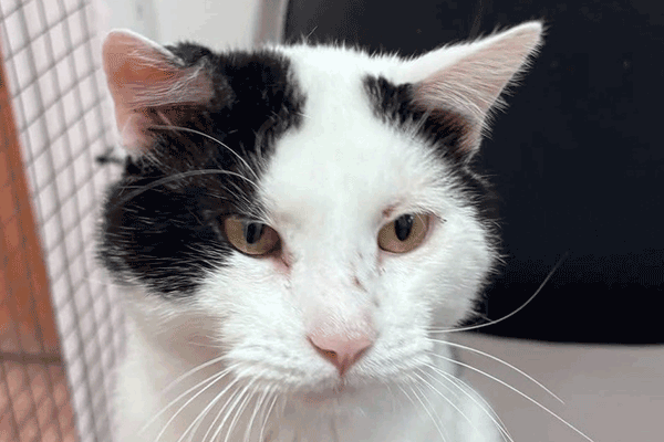 White and Black Cat standing on a black chair