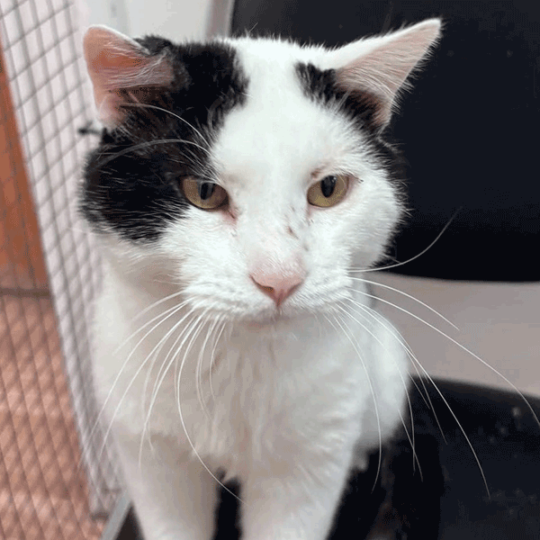 White and Black Cat standing on a black chair