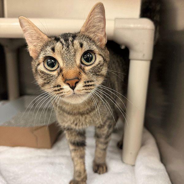 Brown tabby cat standing looking at you
