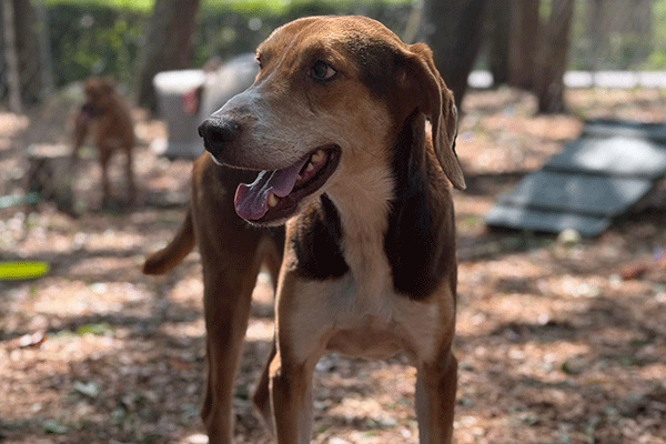Brown and White Dog standing with tongue hanging out